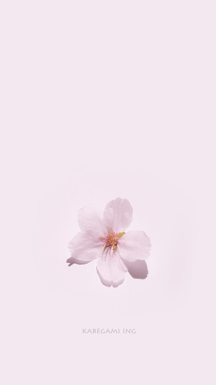 スマホ用 桜の壁紙 7 1280 春 を感じさせてくれる 爽やか系 スマホ壁紙 待ち受け画面 Naver まとめ
