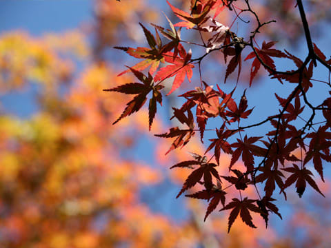 瑞宝寺公園の紅葉