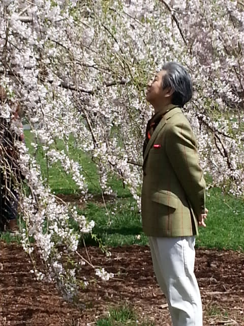 セントラルパーク桜模様  