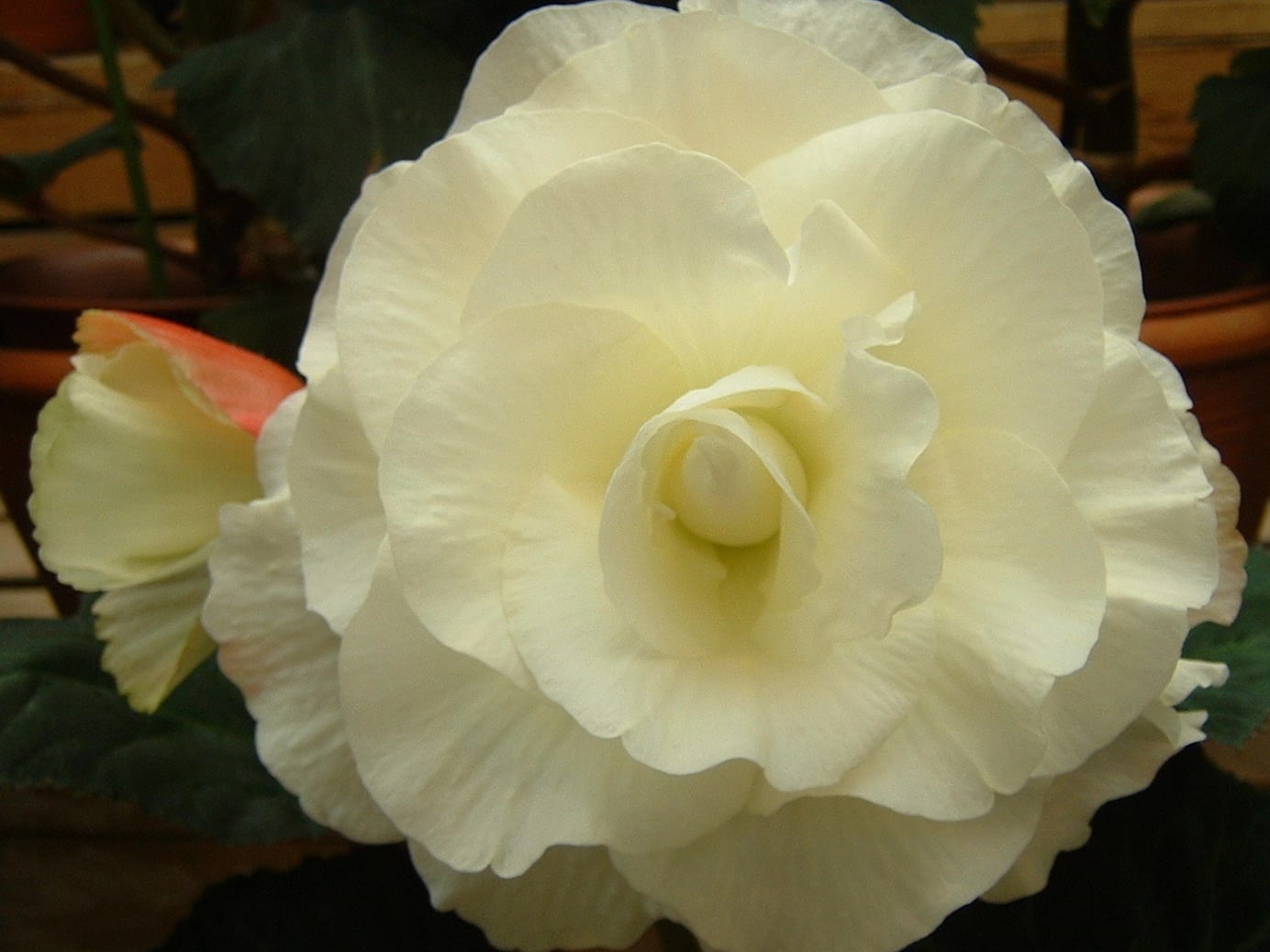 大輪ベゴニア白 桃 赤 なばなの里 の花たちｐａｒｔ4 みどりの一期一会