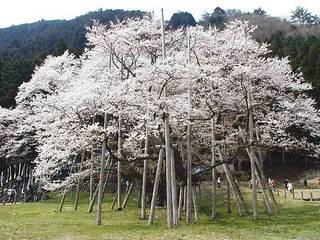 今年も楽しみな！日本を代表する１本桜 『根尾谷淡墨桜』（<b>岐阜県</b>本巣市）