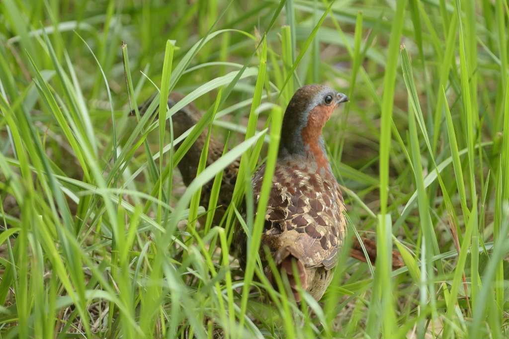 コジュケイ ゴイサギ 幼 ウグイス ミサゴ 金沢区 長浜公園の四季