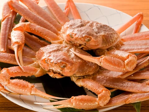 浜坂産松葉蟹