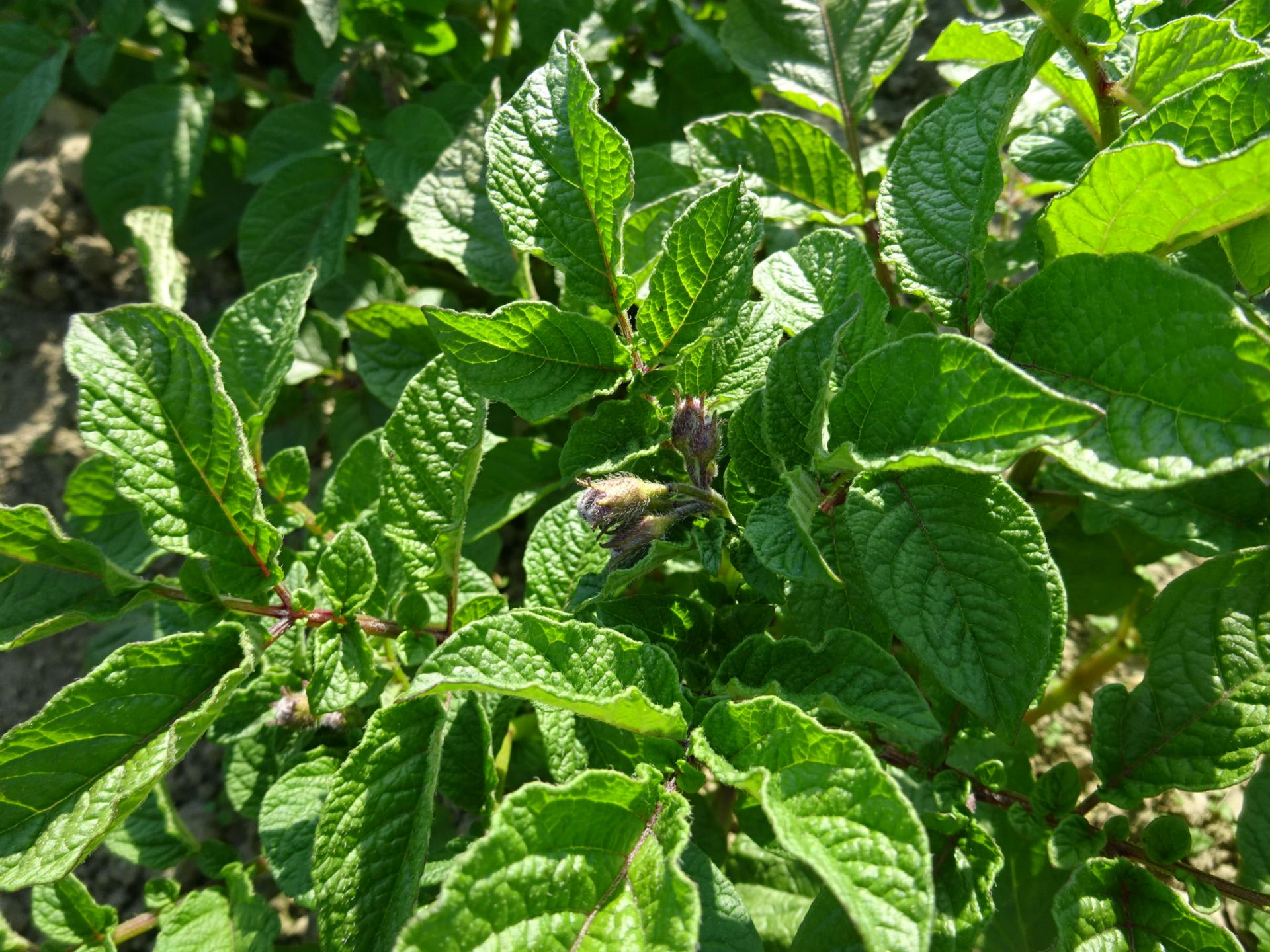 インカのめざめ　2 じゃがいもは、インカのめざめに殺虫剤を散布しました - ヒロシ