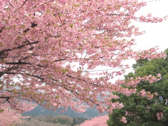 今の河津桜の様子 - ペンションエルブルズINO-SHIKA日記part2