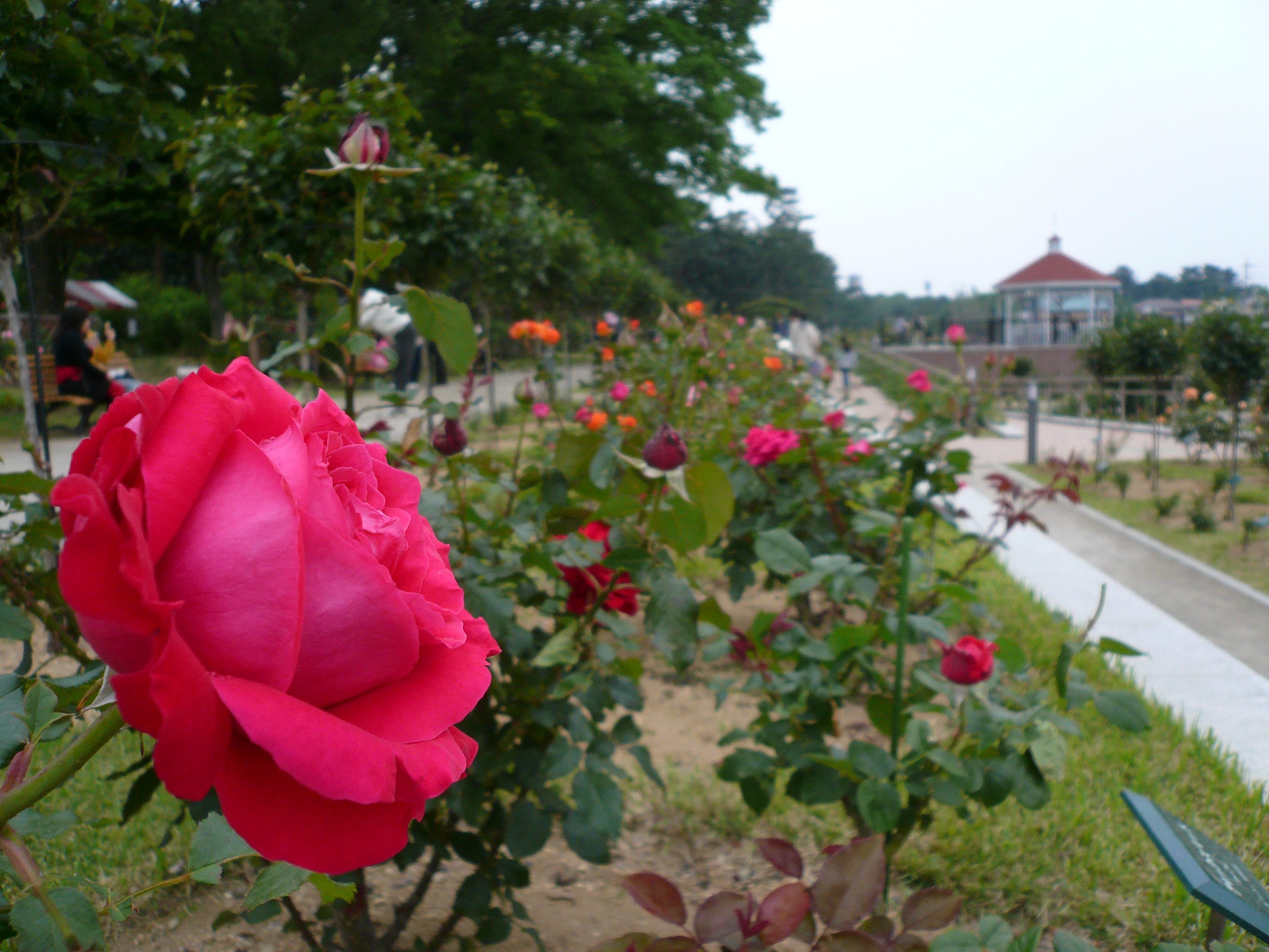 敷島公園 ばら園 の花 09 3 上総の写真 クリックすると壁紙サイズの写真 画像 になります