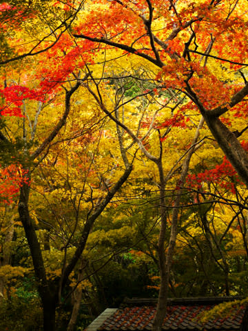 有馬温泉 瑞宝寺公園の紅葉