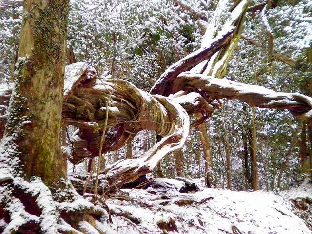 おもしろ写真 世にも恐ろしいミイラの木 - おもしろ写真 おもしろ話
