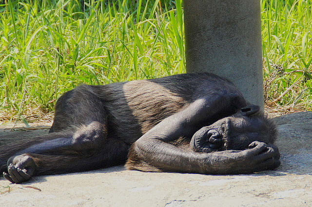 <b>チンパンジー</b> 浜松市動物園