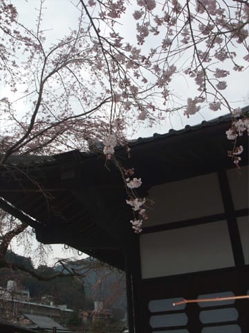 有馬温泉 善福寺の桜