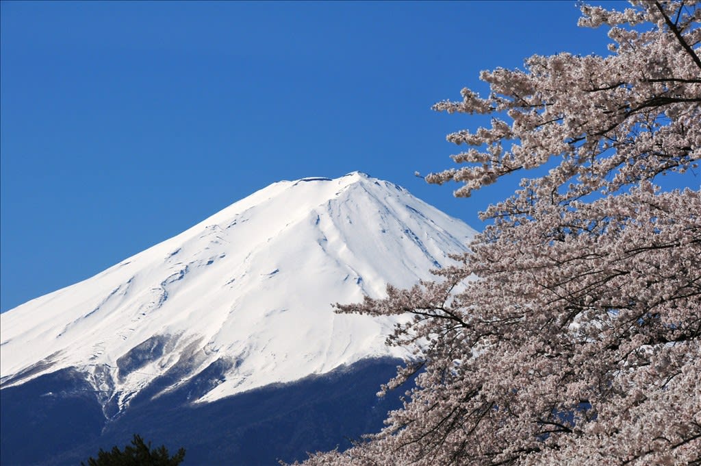 桜と富士山～河口湖畔 - 気まぐれフォトダイアリー