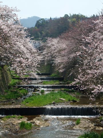 有馬川の桜