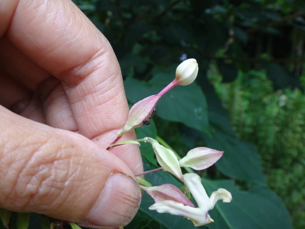 2019/08/28クサギの花 クサギの花