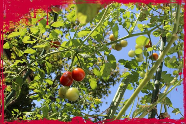 トマトわき芽栽培 に挑戦 隈さんの学びと遊びの部屋