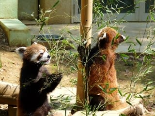 <b>千葉市動物公園</b> - いがっちのブログ
