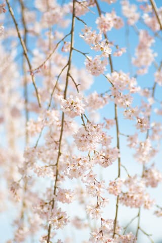 有馬温泉の桜