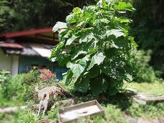 驚異的な成長 桐の木 棚からぼた餅 岩淵龍王丸