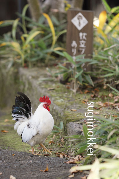 <b>杖立温泉</b> 米屋別荘 にわとり - 九州温泉カメラ ブログ