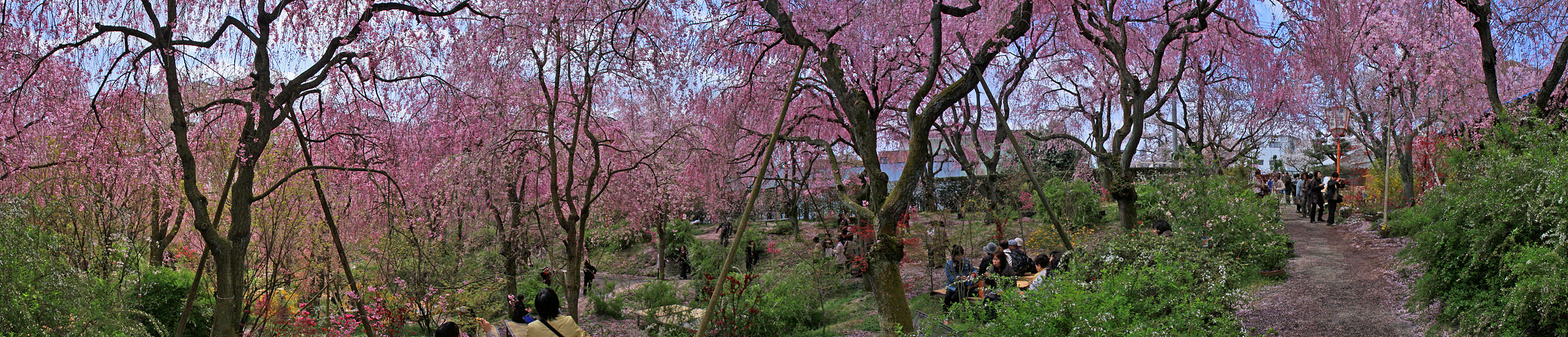 京都の桜他 パノラマ写真 1 壁紙 日々駄文