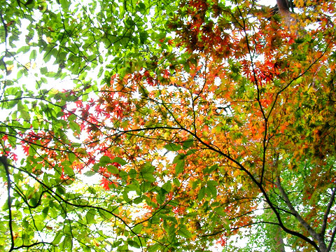 紅葉がはじまっています