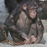 <b>チンパンジー</b>の実験 - カエサルの世界