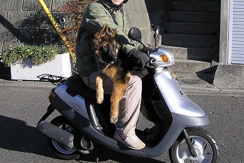 画像 かわいい これは 犬とバイクでツーリングに行く方法 わんこ Naver まとめ
