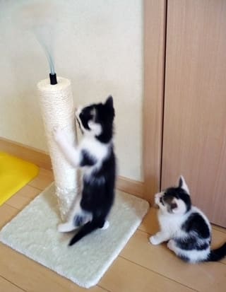 ボンボン付きつめとぎ ボンボン付きつめとぎ