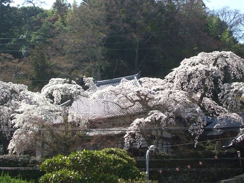 有馬温泉の桜 善福寺