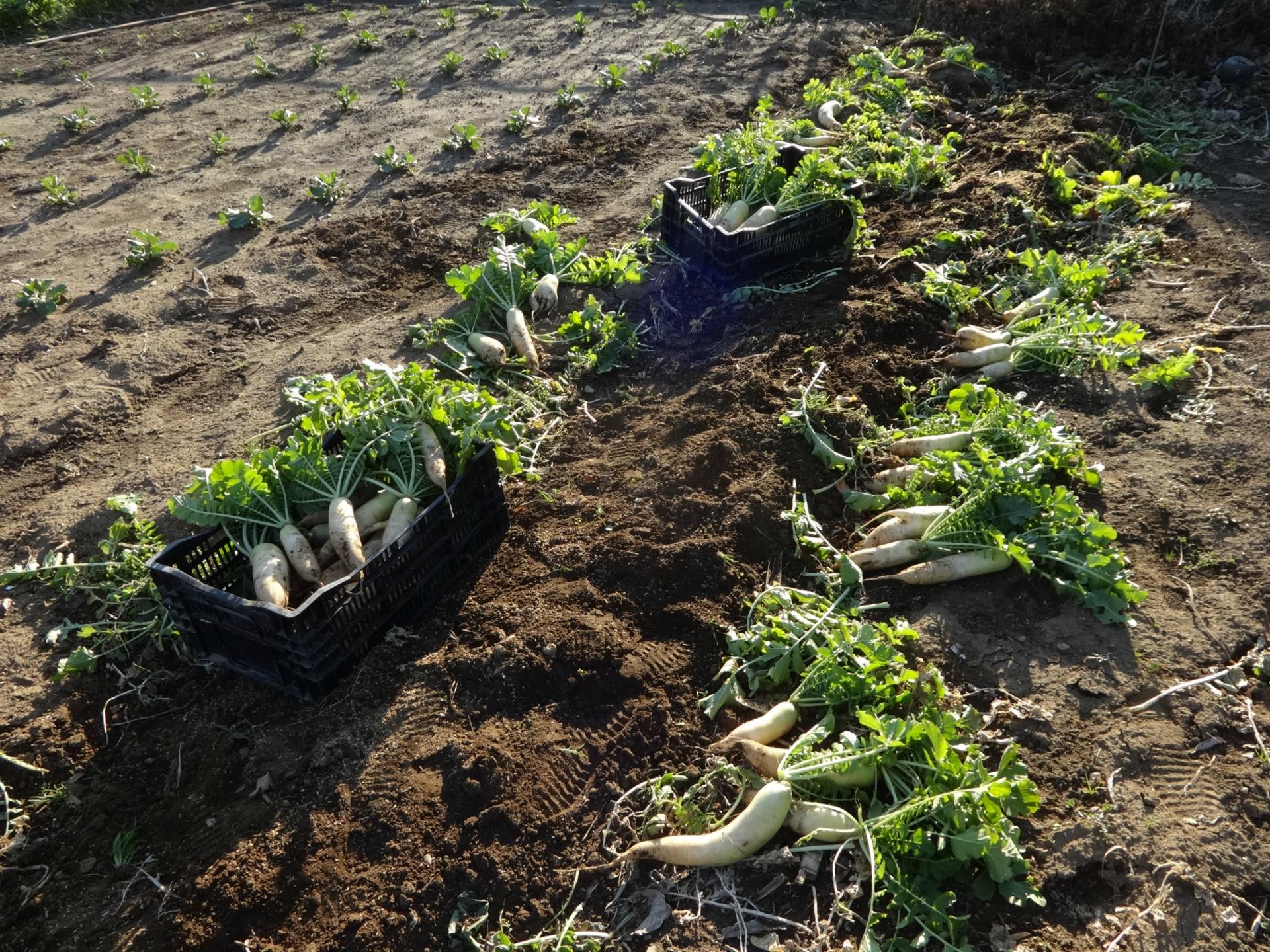 取れたて大根 Tips for harvesting multiple radishes in one hole in your