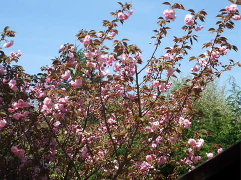 龍泉閣露天風呂女湯の八重桜