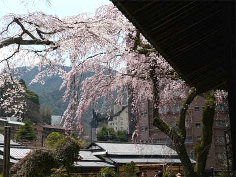 有馬温泉 善福寺の桜