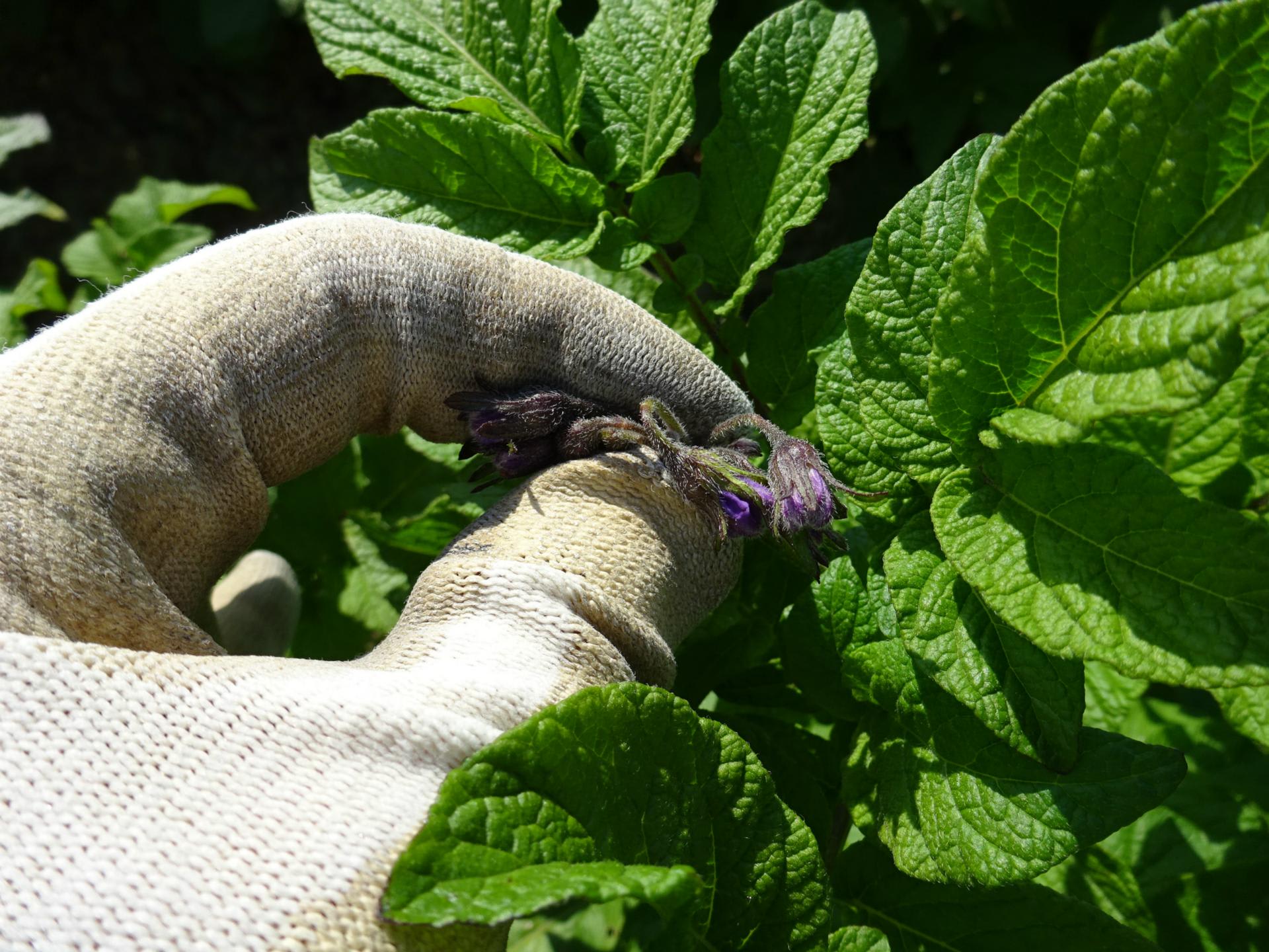 インカのめざめ　2 じゃがいもは、インカのめざめに殺虫剤を散布しました - ヒロシ
