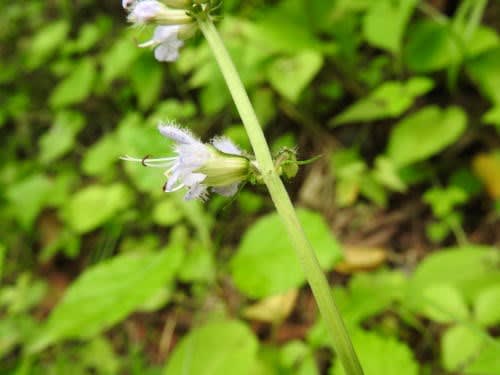 高ボッチ高原・鉢伏山で最近咲いている花 ミヤマタムラソウ(深山田村草)