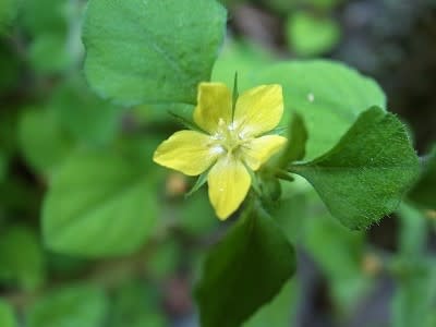 値下げ特別価格 信州から初夏の味覚をお届け 天ぷらにニセアカシアの