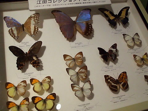 昆虫コレクション