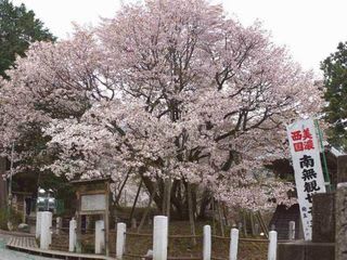 1200年の歴史を秘める中将姫と桜の物語 - <b>長良川温泉</b> ホテルパーク