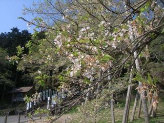 今年も葉桜に・・・・根尾の『淡墨桜』