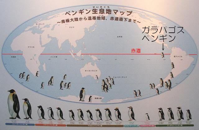 北半球にペンギンがいた おべんとう フリー素材