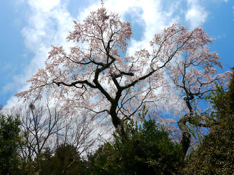 善福寺の桜