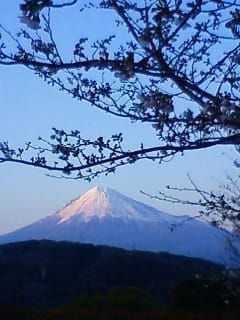 富士の桜はまだかいな