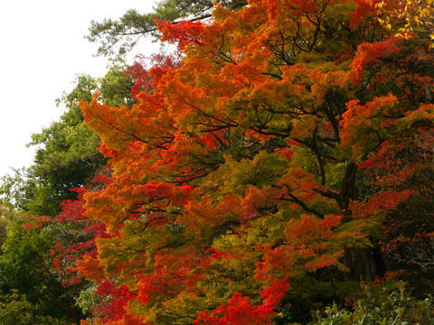 有馬温泉の紅葉