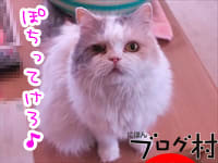 にほんブログ村 猫ブログ 完全室内飼
