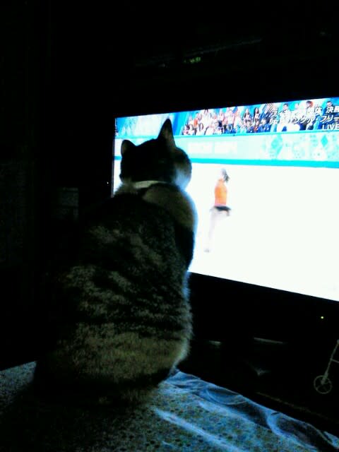 リプニツカヤにはまった猫 あたしもこんな風に舞いたい!
