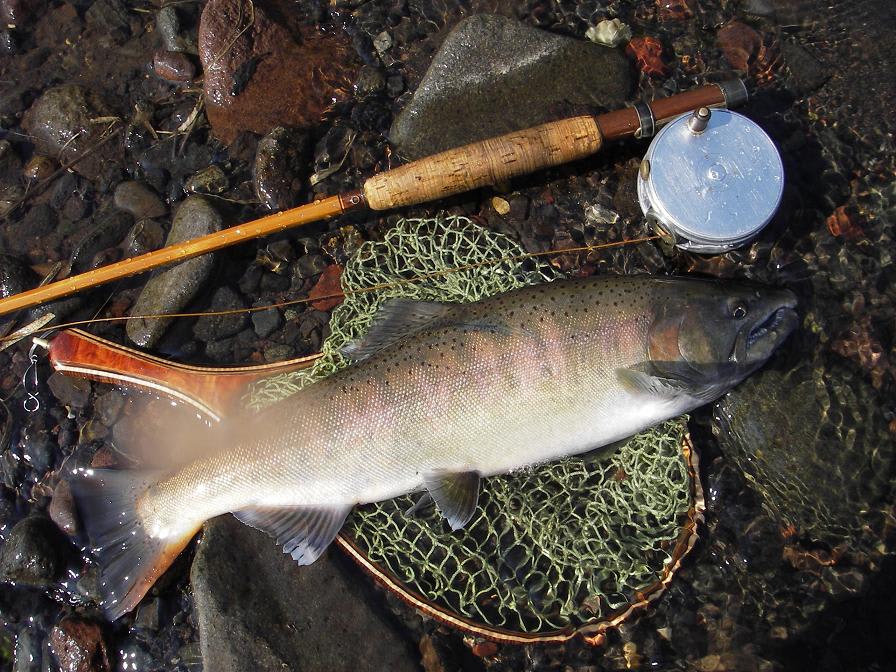 Yamame & Payne - The Classic Fly Rod Forum