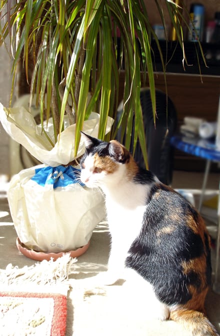 植木鉢に猫よけ - まんじゅうかわいいー