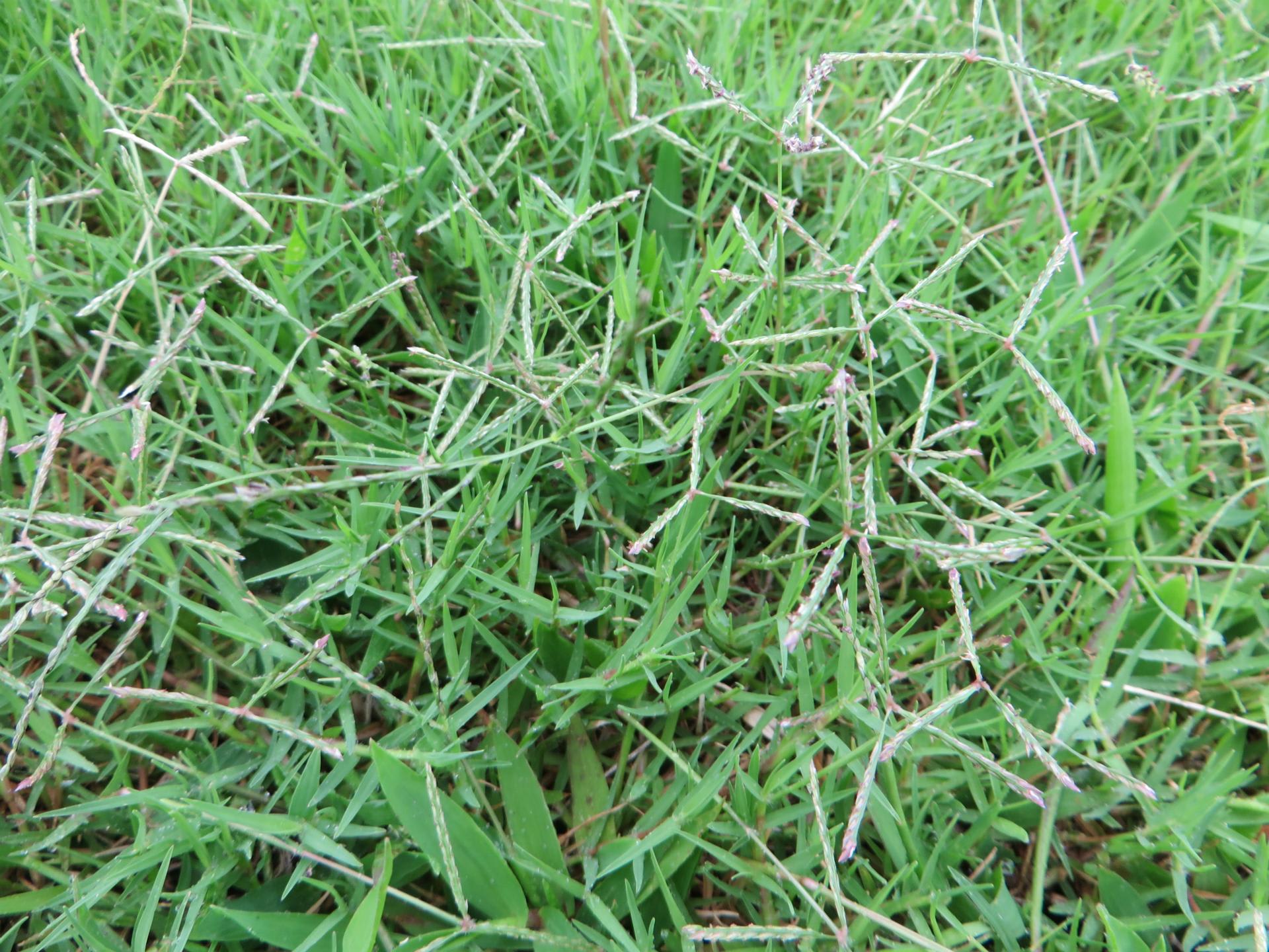 2016年 7月5日 「芝生」～雑草の種類と、雑草取りのポイント。 5年生と地域の自然耕田んぼの交流記