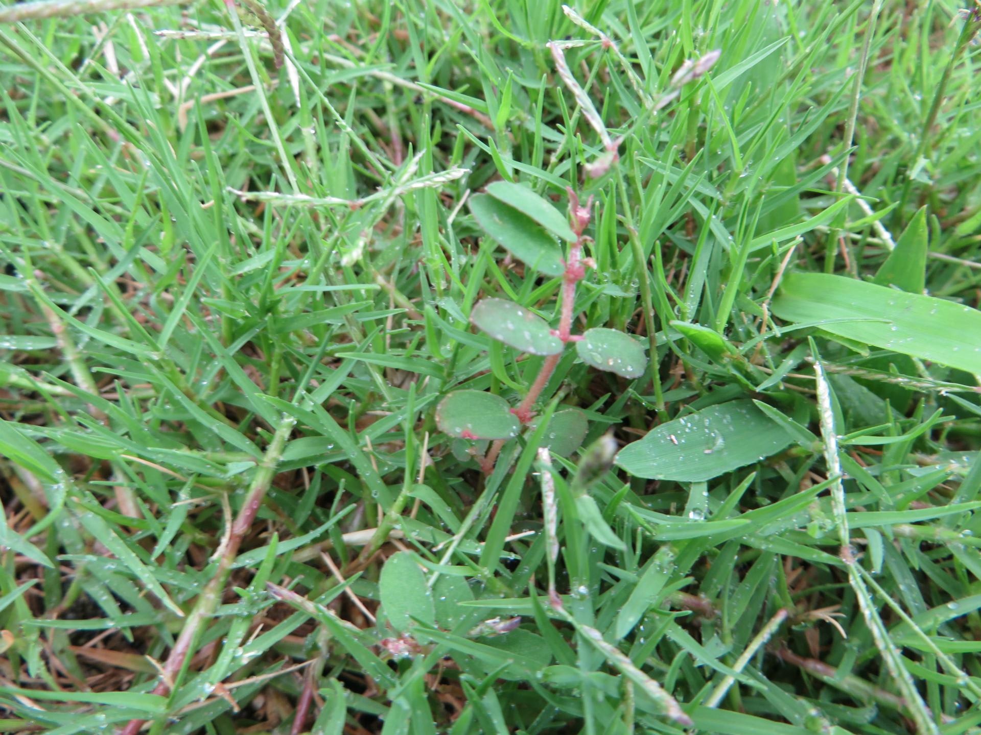 2016年 7月5日 「芝生」～雑草の種類と、雑草取りのポイント。 5年生と地域の自然耕田んぼの交流記