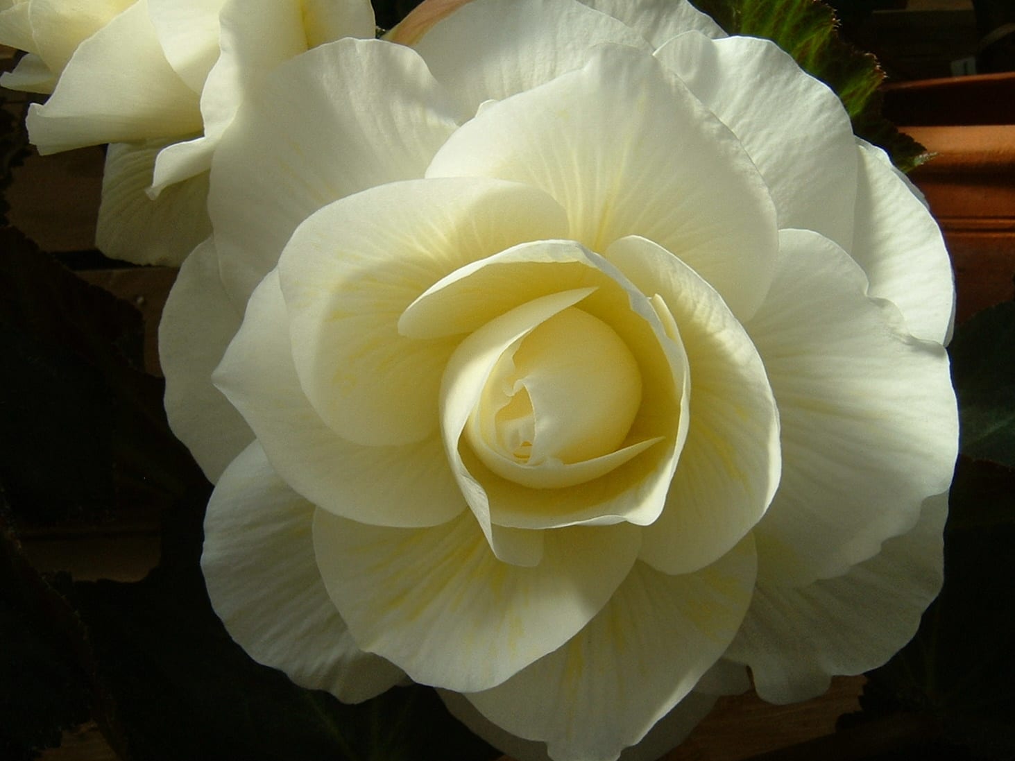 大輪ベゴニア白 桃 赤 なばなの里 の花たちｐａｒｔ4 みどりの一期一会
