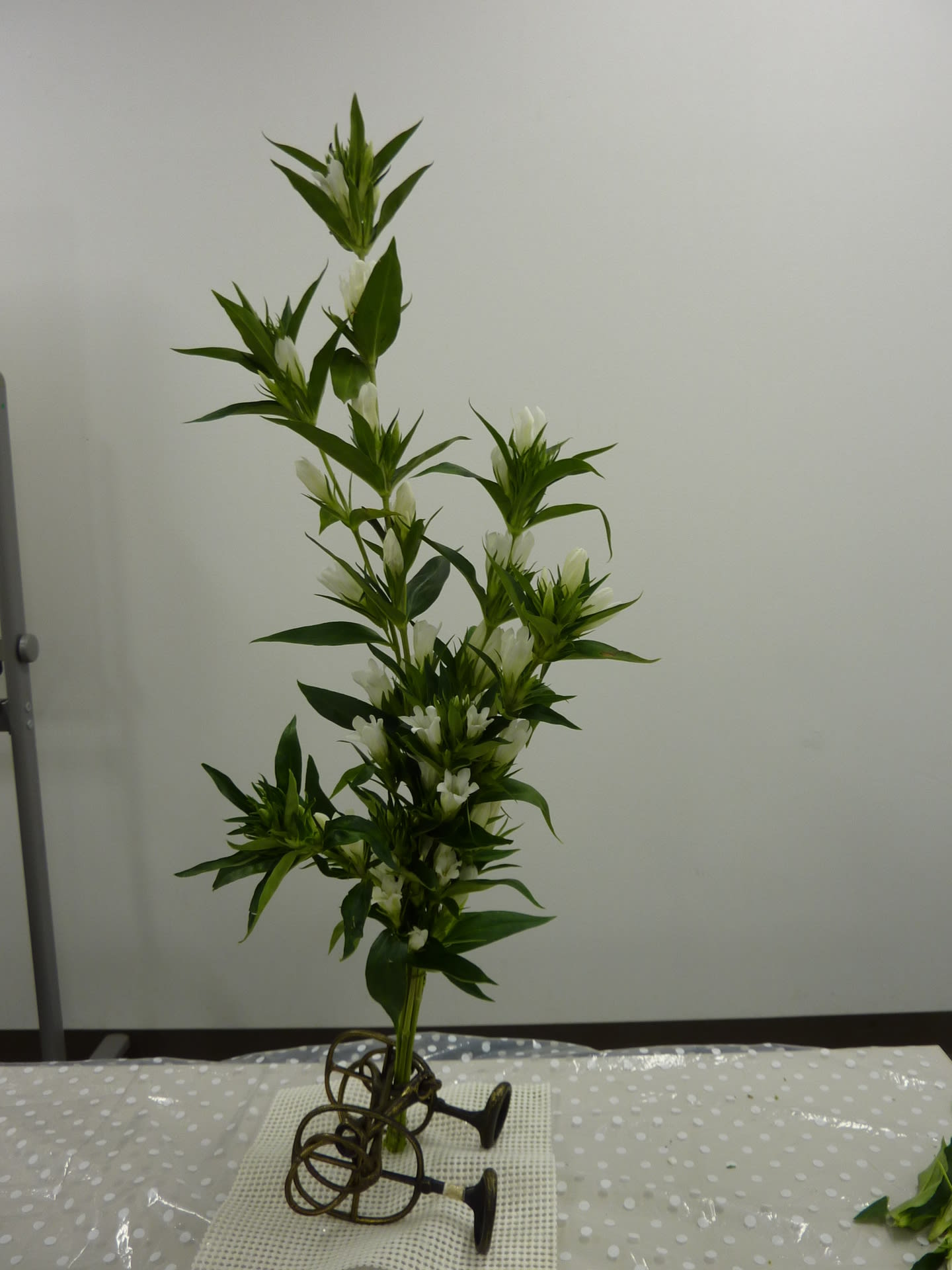 未生流の格花（月に一度の格花研究会） 京都 未生流 東 重甫のMayブログ 京都支部などの活動状況