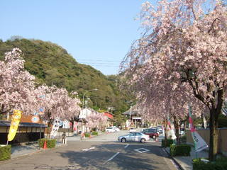 桜の花吹雪を歩くなら今日（４月１２日）がラストチャンスかも・・伊奈 <b>...</b>